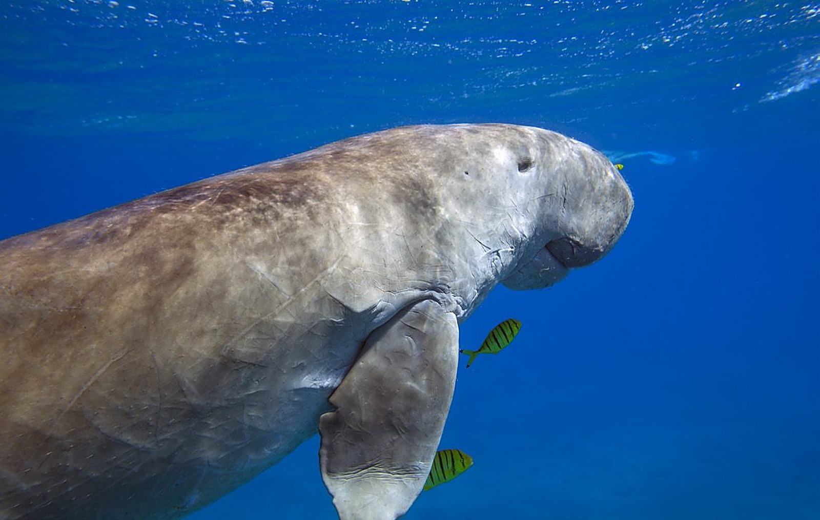 Dugong swimming underwater