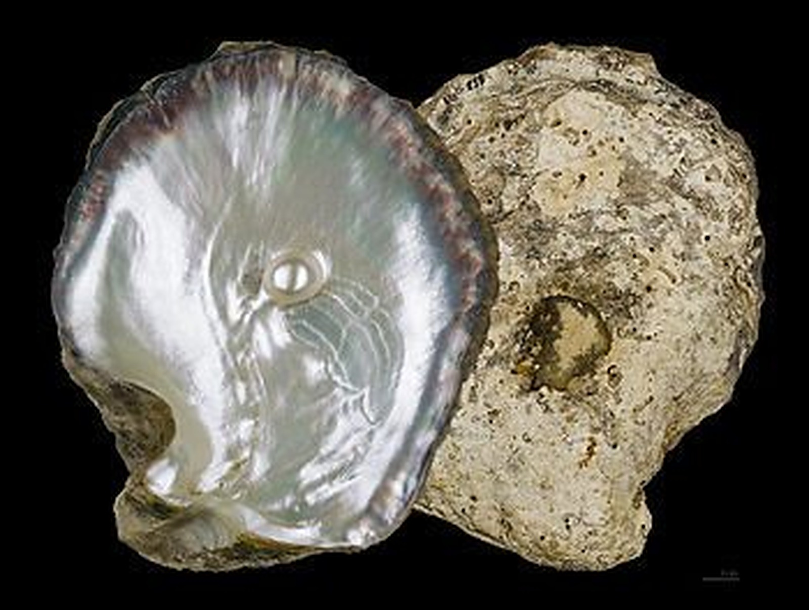 Pearl oyster shell