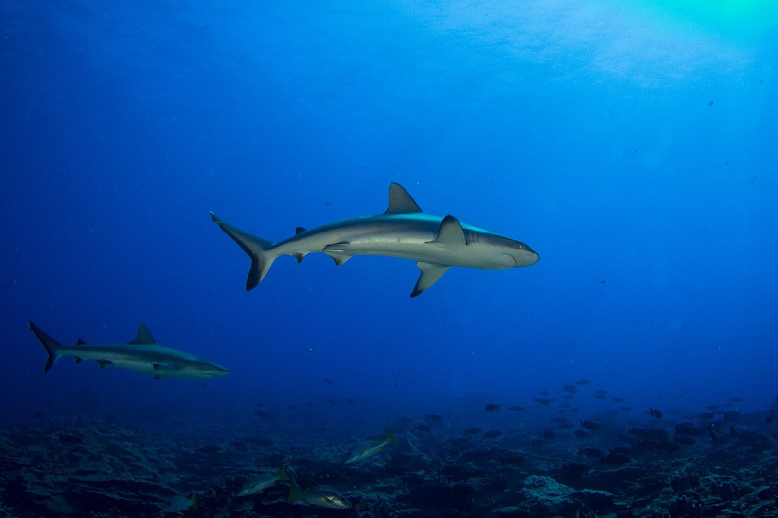 Reef sharks swimming