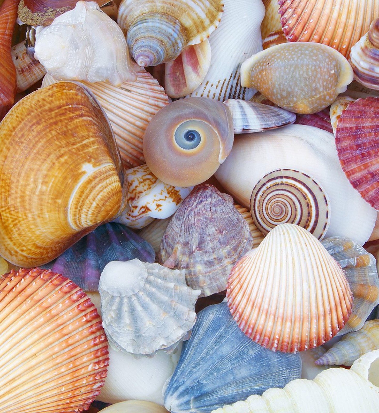 Shells found along the trail