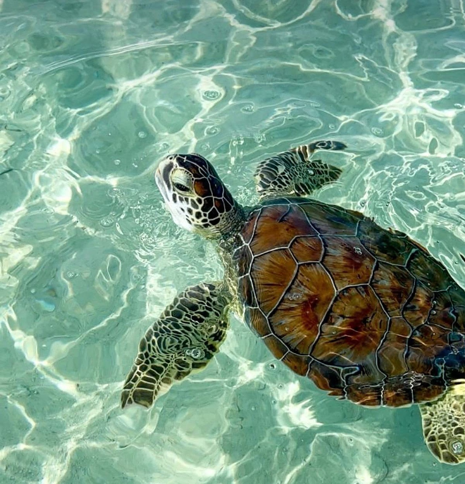 Sea turtle swimming near Saadiyat Island